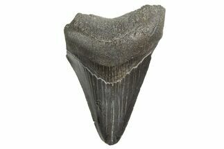Juvenile Megalodon Tooth - South Carolina #340596