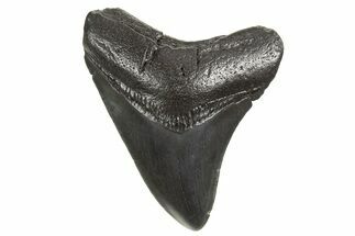 Fossil Megalodon Tooth - South Carolina #340598