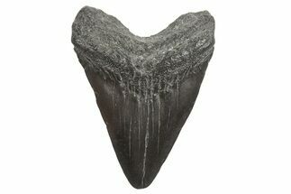 Juvenile Megalodon Tooth - South Carolina #340960