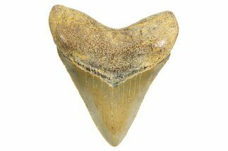 Serrated, Juvenile Megalodon Tooth - North Carolina #340969