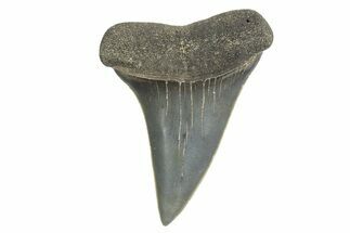 Fossil Broad-Toothed Mako Tooth - South Carolina #340982