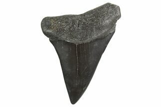 Fossil Broad-Toothed Mako Tooth - South Carolina #340987