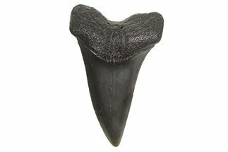 Fossil Broad-Toothed Mako Tooth - South Carolina #340989