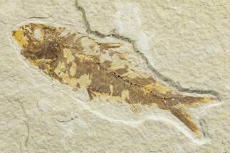Detailed Fossil Fish (Knightia) - Wyoming #333793