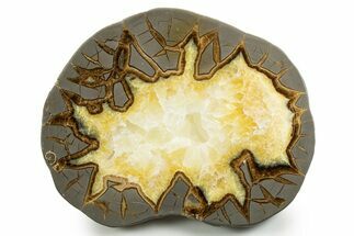 Polished Septarian Slab - Utah #338248