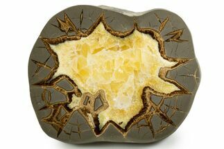 Polished Septarian Slab - Utah #338250