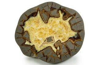 Polished Septarian Slab - Utah #338252