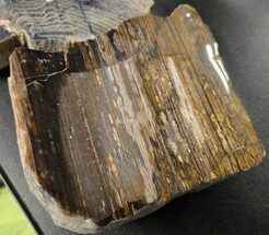 Clearance Lot: Four Pieces of Petrified Wood #344081