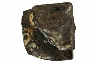 Fossil Dinosaur (Triceratops) Shed Tooth - Montana #339741