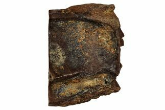 Fossil Dinosaur (Triceratops) Shed Tooth - Montana #339752