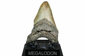 Fossil Megalodon Tooth - North Carolina #344052