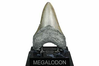 Serrated, Fossil Megalodon Tooth - North Carolina #344056