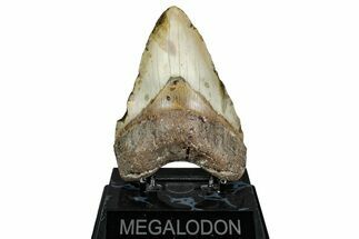 Fossil Megalodon Tooth - North Carolina #344060