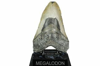 Bargain, Fossil Megalodon Tooth - North Carolina #344061