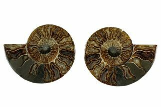 Cut & Polished, Agatized Ammonite Fossil - Madagascar #344086