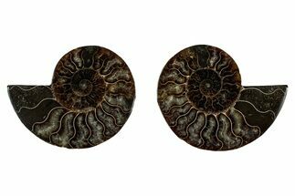 Cut & Polished, Agatized Ammonite Fossil - Madagascar #344087