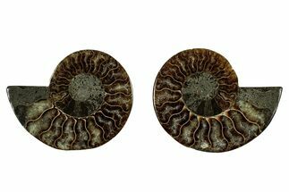 Cut & Polished, Agatized Ammonite Fossil - Madagascar #344088