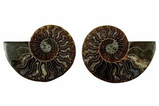 Cut & Polished, Agatized Ammonite Fossil - Madagascar #344093
