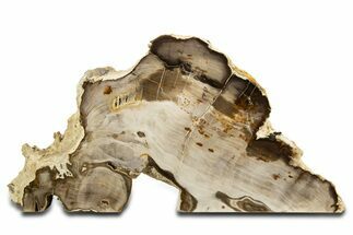 Polished Petrified Wood (Cypress) Stand-Up - Saddle Mountain, WA #344107