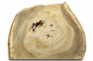 Free-Standing Petrified Wood (Tropical Hardwood) - Indonesia #344109