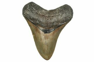 Serrated, Fossil Megalodon Tooth - North Carolina #338549
