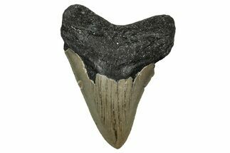Serrated, Fossil Megalodon Tooth - North Carolina #338550