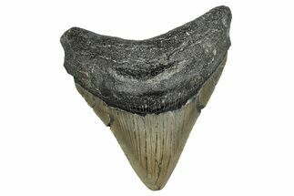 Serrated, Fossil Megalodon Tooth - North Carolina #338553