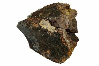 Fossil Dinosaur (Triceratops) Partial Tooth - Wyoming #339754