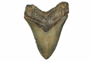 Serrated, Fossil Megalodon Tooth - North Carolina #344062