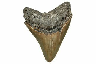 Serrated, Fossil Megalodon Tooth - North Carolina #344071