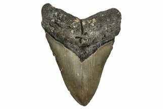 Fossil Megalodon Tooth - North Carolina #344072