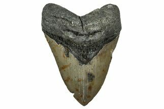 Fossil Megalodon Tooth - North Carolina #344075