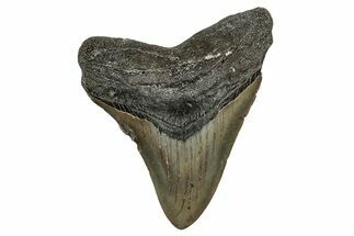 Fossil Megalodon Tooth - North Carolina #344079