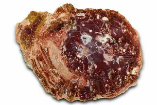 Purple/Red Arizona Petrified Wood Round - Amethyst Pocket #344103