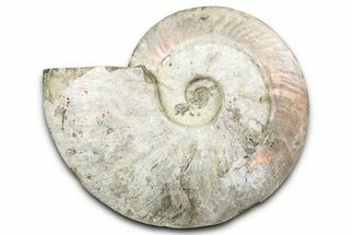 Silver Iridescent Ammonite (Cleoniceras) Fossil - Madagascar #344163