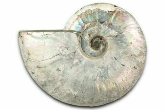 Silver Iridescent Ammonite (Cleoniceras) Fossil - Madagascar #344164