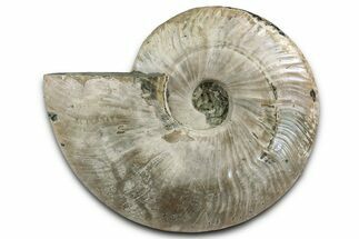 Silver Iridescent Ammonite (Cleoniceras) Fossil - Madagascar #344165