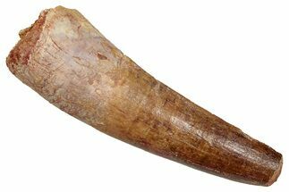 Fossil Spinosaurus Tooth - Feeding Worn Tip #344178