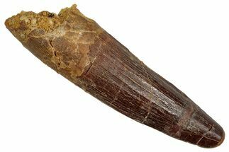 Fossil Spinosaurus Tooth - Feeding Worn Tip #344184