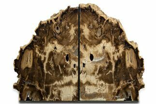 Tall Petrified Wood Bookends - McDermitt, Oregon #344132