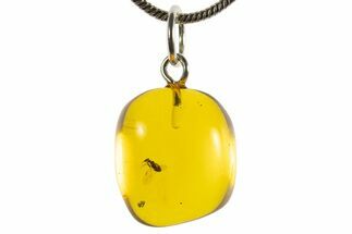 Polished Baltic Amber Pendant (Necklace) - Contains Beetle! #339559