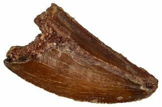 Bargain, Raptor Tooth - Real Dinosaur Tooth #332897
