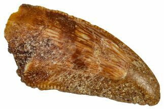Bargain, Raptor Tooth - Real Dinosaur Tooth #332904