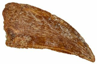 Bargain, Raptor Tooth - Real Dinosaur Tooth #332914