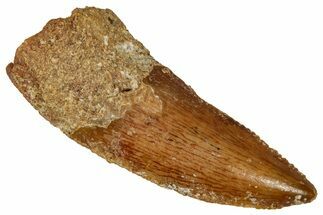Bargain, Raptor Tooth - Real Dinosaur Tooth #332922