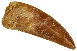 Serrated, Raptor Tooth - Real Dinosaur Tooth #332926