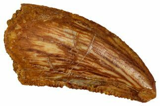 Serrated Raptor Tooth - Real Dinosaur Tooth #333362