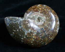 Big Bodied Desmoceras Ammonite - inches #2953