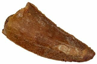 Serrated Raptor Tooth - Real Dinosaur Tooth #333365