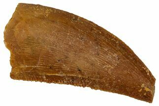 Serrated Raptor Tooth - Real Dinosaur Tooth #333373